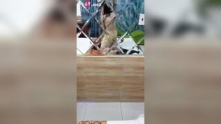 Mua Trinh em HS, Em Bảo ngại Bóp Vú Móc lồn, Còn Trinh nên bị djt tê bím non