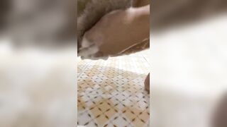 Chiếc lồn cavat của gợ