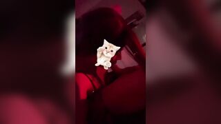 Được ladyboy miseo bú cu cho cực sướng