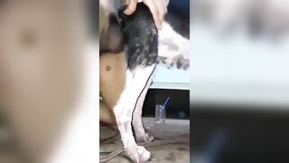 Chó già chiều anh cặt khủng
