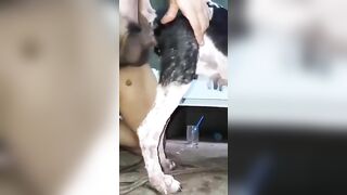 Chó già chiều anh cặt khủng