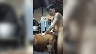 Nắc em chó già phê lút cán
