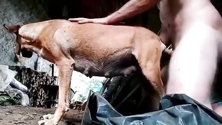 Bầu bi sắp đẻ mà nó cũng không tha