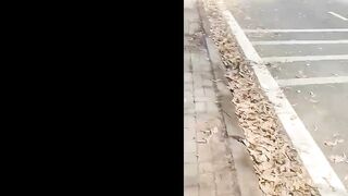 CẶP VỢ CHỒNG PHƯỢT THỦ BÚ LỒN XUẤT TRONG