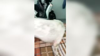 Thú cưng 24