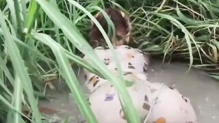 Mò cua bắt cá tối đá bi nâng súng
