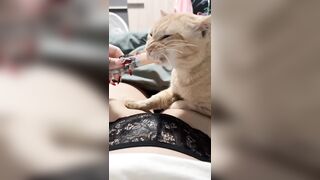 con mèo này hư quá :"(