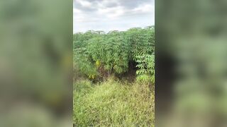ra đồng đổi gió cùng em sinh viên dâm đãng