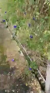 Đụ Em Mai Phòng Trọ Kế Bên Tôi Ở