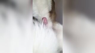 sục cặc chó