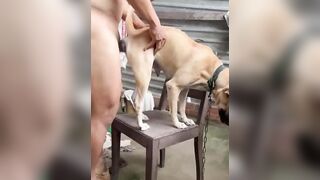 Bé vàng số hưởng