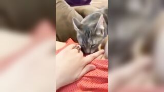 Em gái nứng lồn cho mèo lím lồn luôn