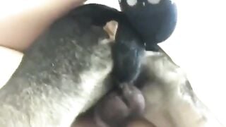 chó đụ ngập tinh