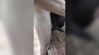 Một năm rồi mới được chịch chó.