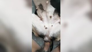 mùng một Tết xuất tinh trong lồn chó cưng