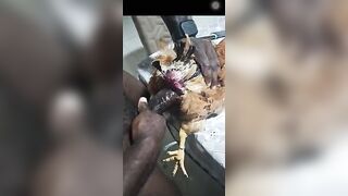 Video quan hệ tình dục với gà mái