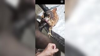 Video quan hệ tình dục với gà mái