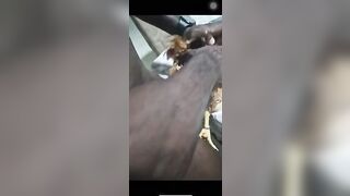 Video quan hệ tình dục với gà mái
