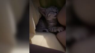 Cô chủ dâm dục cho mèo lồn bú vú, các bạn nữ nên học theo vì cực nứng 💦💦💦 (3)