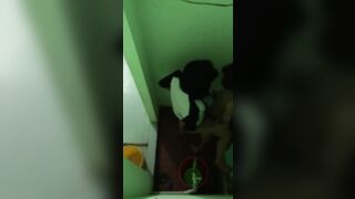 quay lén hai em học sinh học bán trú địt nhau như gà - phần1