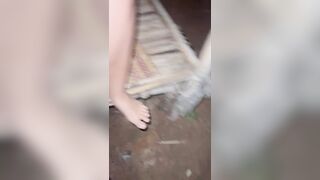 nhân trần bé rau mới lớn ngoài rẫy cafe - phần 2