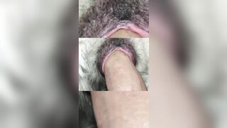 Tổng hợp những lần rút ra thú cưng