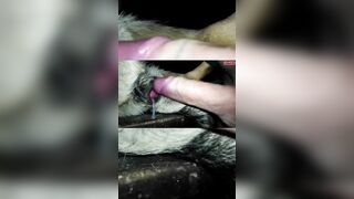 Tổng hợp những lần rút ra thú cưng