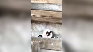 hai em học sinh vào hẻm vắng bú cu địt nhau
