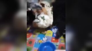 Bắt ghen tại trận tiểu tam là hàng xóm giựt ck ngkhac,ch kịp cởi quần đã bị bắt