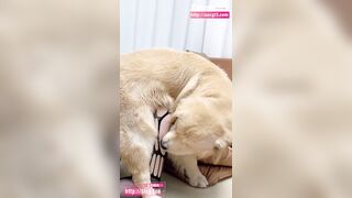 Hãy để con chó của bạn đụ bạn với mùi vị nặng nề. Video thứ năm về cuộc chiến vớ lưới