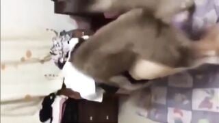 Cho chó đụ người yêu