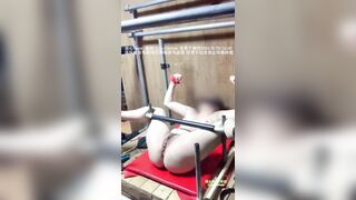 Chủ nhân huấn luyện con chó cái bằng roi
