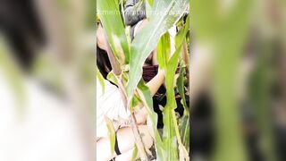 Con dâu đụ nhau với ba chồng ngoài ruộng ngô