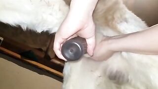 Các chị e nuôi chó cưng thì nhớ mua bộ dụng cụ này nhé