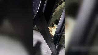 HS GIỜ BÁ ĐẠO NHỈ , NGANG NHIÊN ĐỊT NHAU, DƯỚI GẦM CẦU THANG , TRUNG CƯ