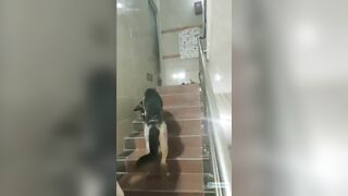 Quay lén dưới váy các em teen dâm ra đường mà chẳng thèm mặc quần lót p1