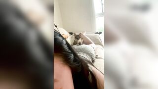 Mèo ơi là mèo