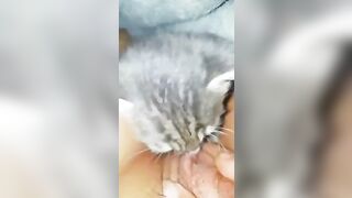 Bé mèo hạnh phúc nhất lúc này