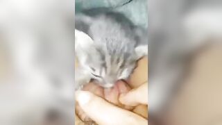 Bé mèo hạnh phúc nhất lúc này