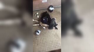 3 em sinh viên 2 trai 1 gái, thảng nhiên tụt quần nhau ra đụ ở khu chung cư.