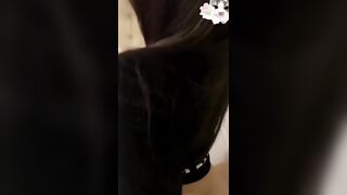Clip Sex Doggy em bồ dâm hàng cực ngon trong khách sạn