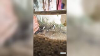 Trèo tường quay lén chị dâu đi làm về khuya hay đi tắm
