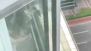 Định ra cửa sổ ngắm cảnh gặp ngay cảnh thằn lằn bám kính