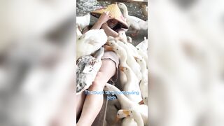 Gái miền tây cực dâm bỏ thức ăn lên lồn rồi cho vịt mổ thật là dâm điên.