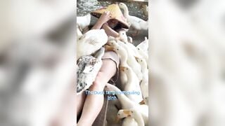Thật là dâm điên gái miền tây để thức ăn lên lồn rồi cho vịt ăn mổ vào lồn.