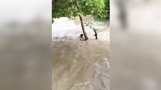 Lũ lụt cô gái khiêu gợi bị nước lũ cuốn trôi, ko sợ nước mà lại sợ đội cứu hộ.