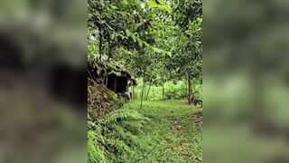 Cặp đôi đang mượn tròi đụ bị ông chủ phát hiện la lên họ chạy tán loạn.