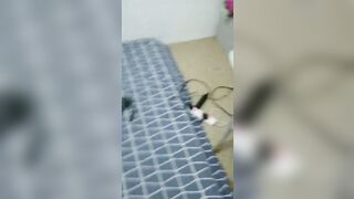 Chồng về quê cô vợ ở nhà giữ con liền dắt trai trẻ về nhà làm tình rồi đụ.