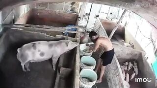 video hot nhất cà mau lúc này Ông chú già vã quá phệt luôn con heo xề đang ăn