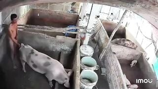 video hot nhất cà mau lúc này Ông chú già vã quá phệt luôn con heo xề đang ăn